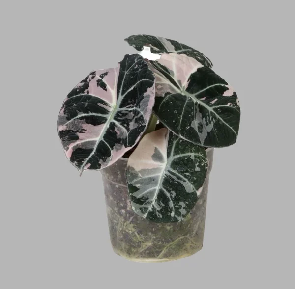 Alocasia Black Velvet Pink Variegata