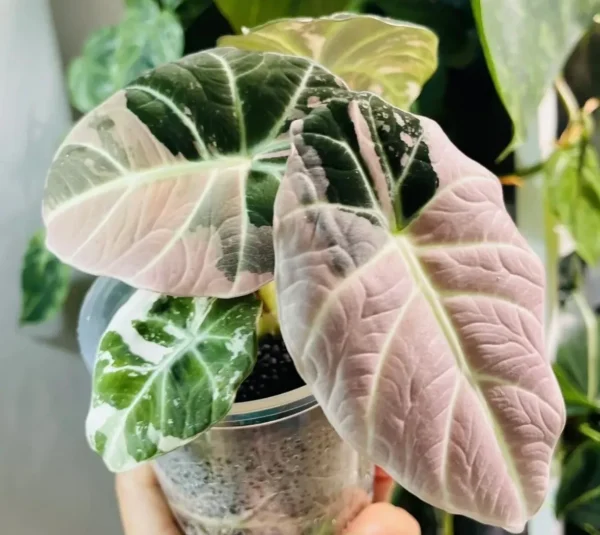 Alocasia Black Velvet Pink Variegata