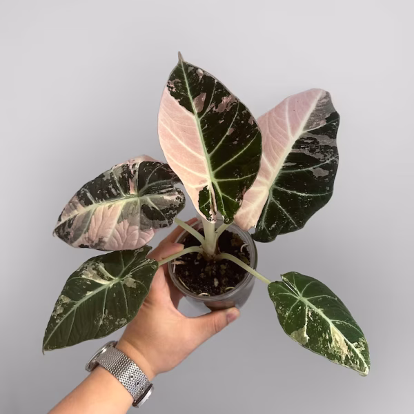 Alocasia Black Velvet Pink Variegata