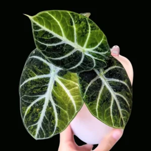 Alocasia Ninja Variegated sklep internetowy uroslo.pl