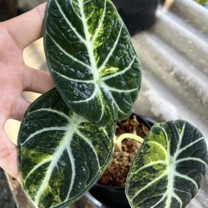 Alocasia Ninja Variegated sklep internetowy uroslo.pl