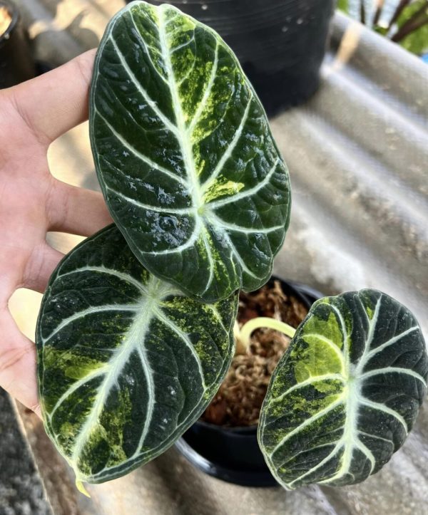 Alocasia 'Ninja Variegated'