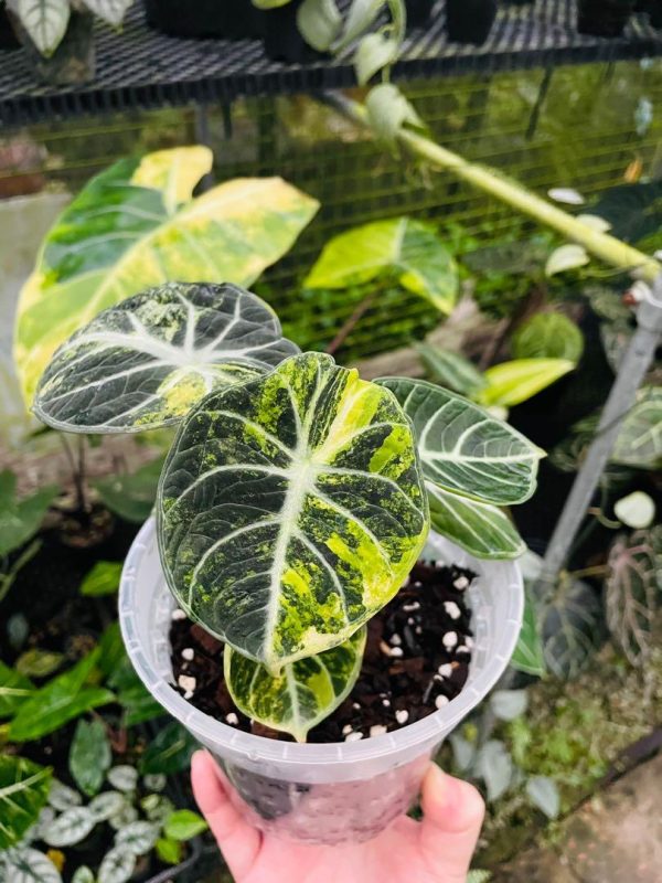 Alocasia 'Ninja Variegated'