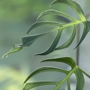 Monstera Burle Marx Flame - sklep internetowy uroslo.pl
