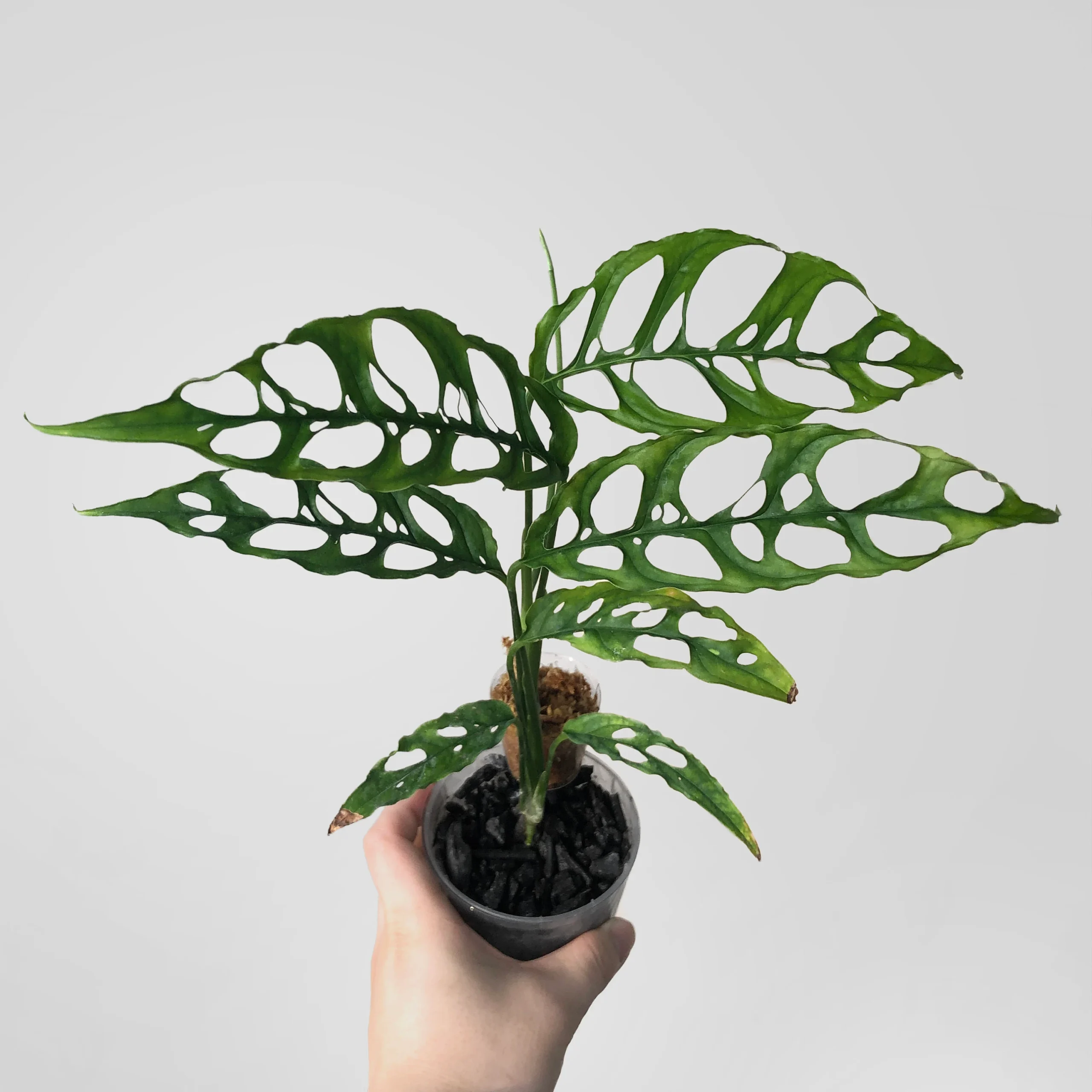 Monstera Obliqua Peru - sklep internetowy uroslo.pl