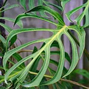 Monstera 'Burle Marx Flame'
