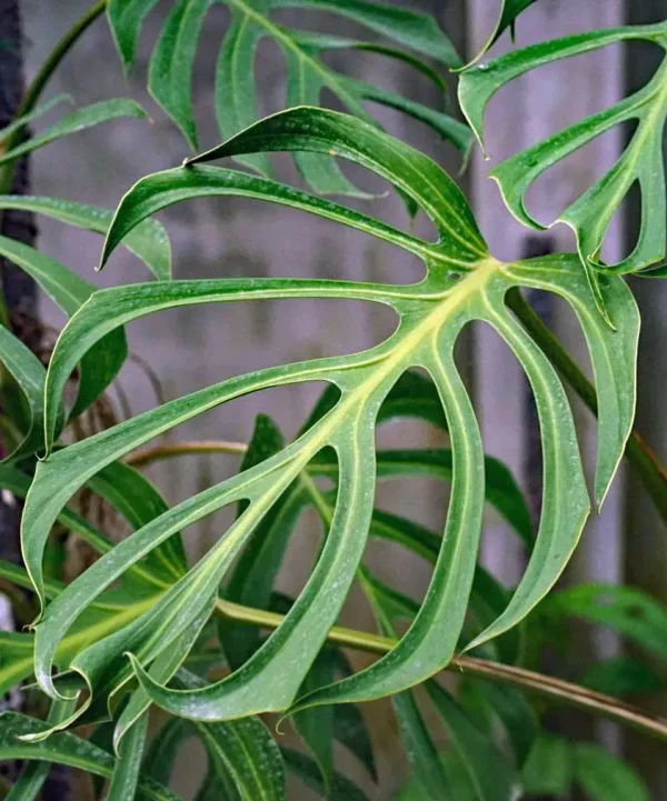 Monstera 'Burle Marx Flame'