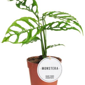 Monstera Obliqua Peru sklep internetowy urolo.pl