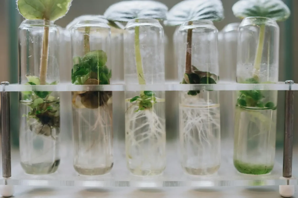 In vitro w hodowli roślin doniczkowych.